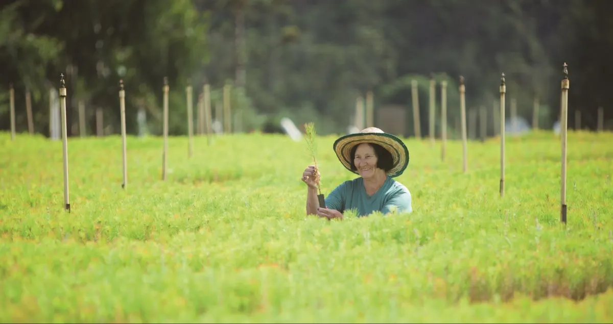 Celulose Irani: a sustentabilidade que transforma Blumenau e o Vale do Itajaí