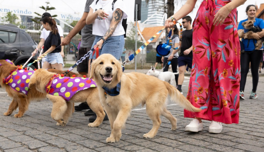 Cãominhada Blumenau: Solidariedade e Confraternização Marcam a 31ª Edição no Parque Vila Germânica