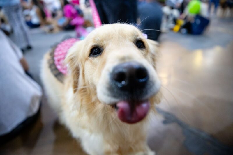 Cãominhada de Blumenau promete diversão e solidariedade em sua 31ª edição
