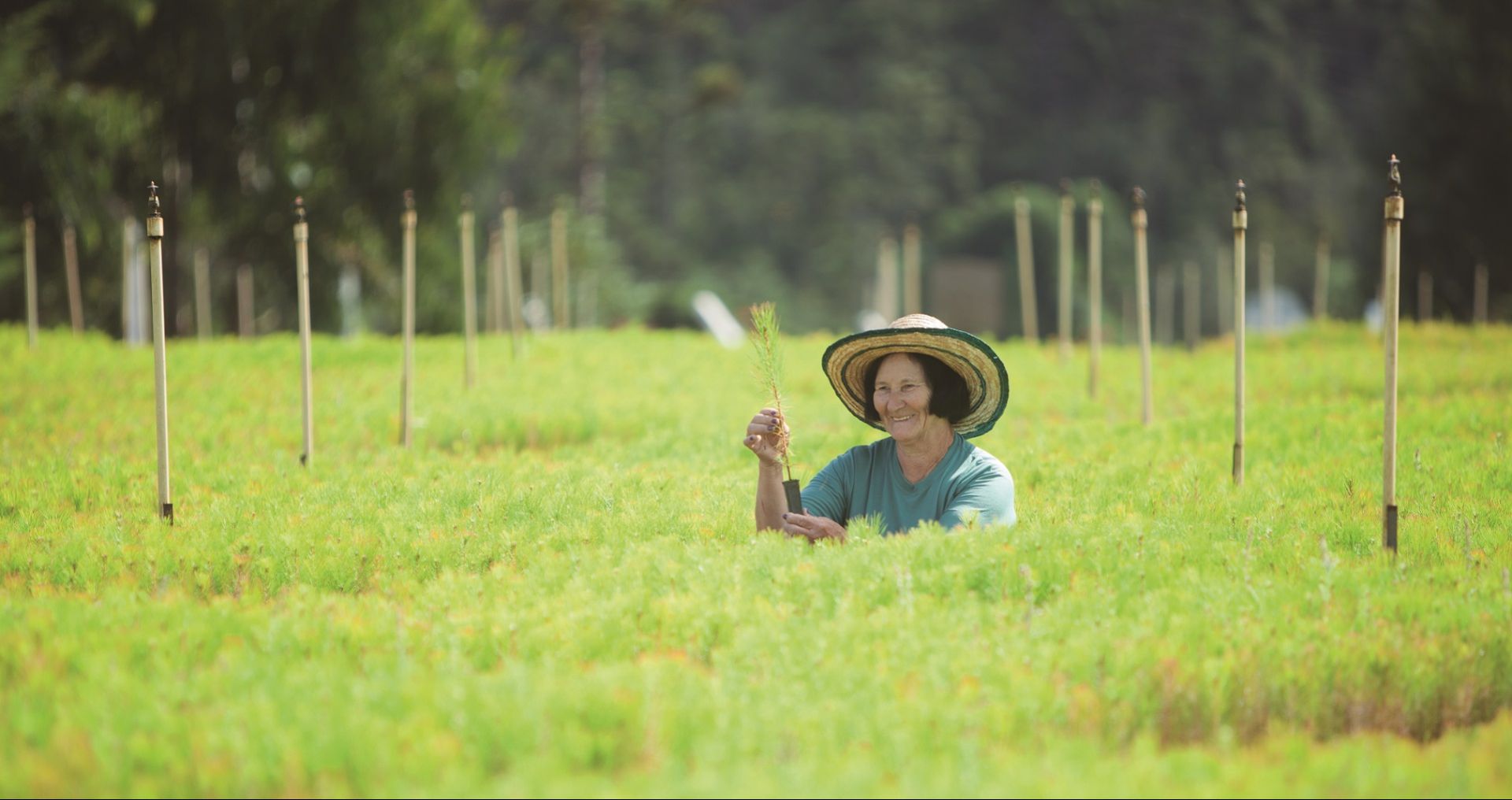 Celulose Irani: a sustentabilidade que transforma Blumenau e o Vale do Itajaí