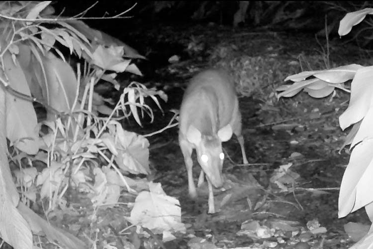 Registro de Puma no Parque das Nascentes destaca importância da fauna silvestre em Blumenau